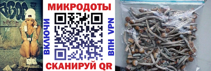 наркота  Жуковский  Псилоцибиновые грибы Cubensis 